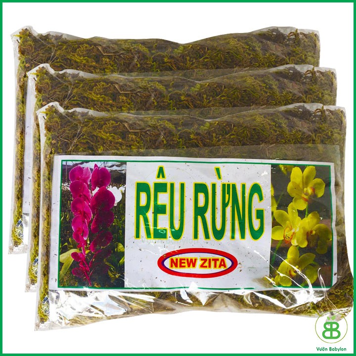 RÊU RỪNG TRỒNG LAN