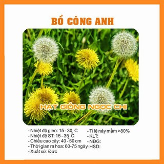 Hạt Giống Hoa Bồ Công Anh - 100 Hạt