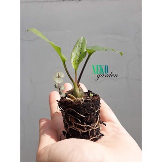 Cây con long môn phụng