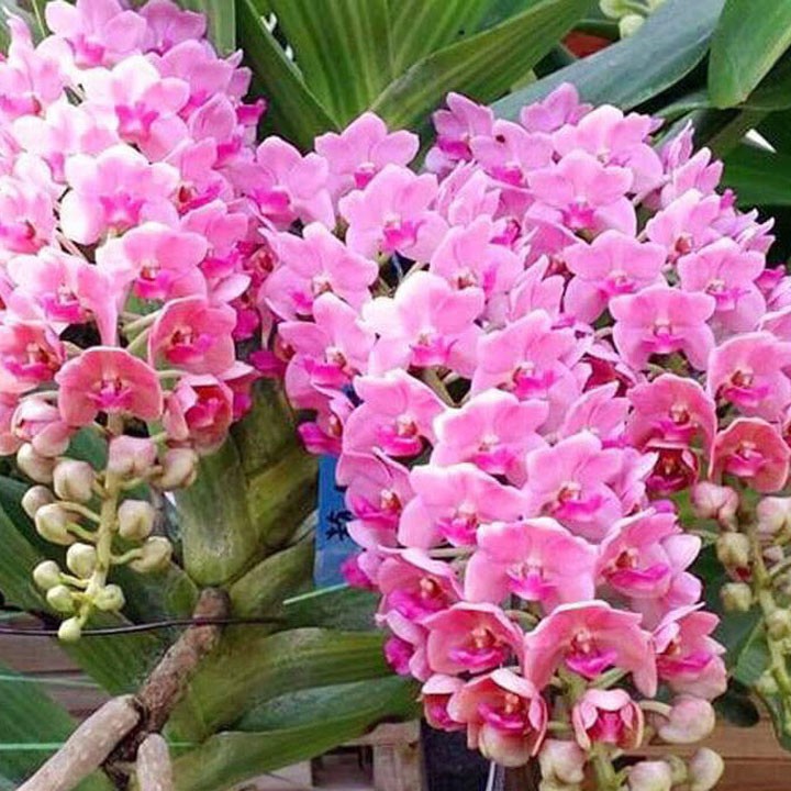 Lan đai châu giống địa chỉ cung cấp hoa giống