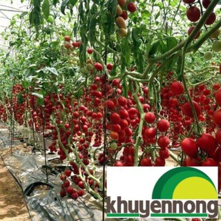 30 Hạt giống cà chua chùm leo giàn