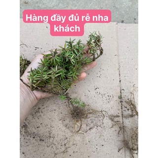 Hoa 10h Nam Phi(1khóm hình cuối )