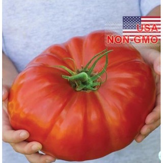 Hạt Giống Cà Chua - Ngọt Đại  - Gói 10 hạt