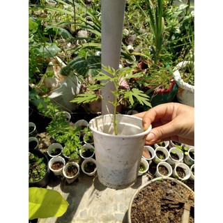 hạt giống cây ích mẫu con