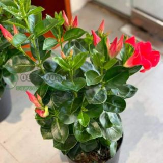 Cây 🌲 Quỳnh Anh đỏ siêu hoa