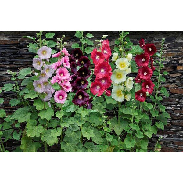 Hạt giống hoa mãn đình hồng Mix dễ trồng TOTT's fertilizer
