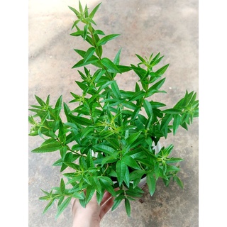 Cây bạc hà chanh sả pháp Lemon Verbena chậu to và nhỏ
