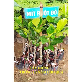 MÍT THÁI LAN RUỘT ĐỎ
