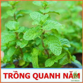 Hạt Giống Rau Húng Lủi (Bạc Hà Âu) 0,2G