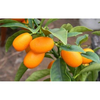 cây giống quất ngọt