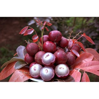 Chậu cây nhãn tím ( cao 40-70cm )