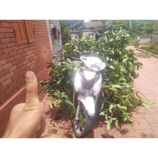 Bình bát khô 01Kg thân cây
