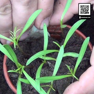 Hạt giống hoa sao nhái KÉP - cánh bướm mix màu GÓI 0.1GR  đẹp tỷ lệ nảy mầm cao dễ trồng HSN009