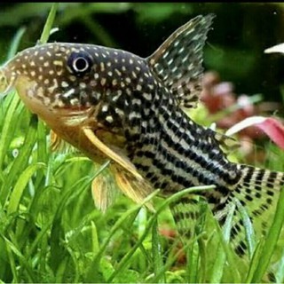 Mồi Câu Cá Corydoras Sterbai Chuyên Dụng Chất Lượng Cao