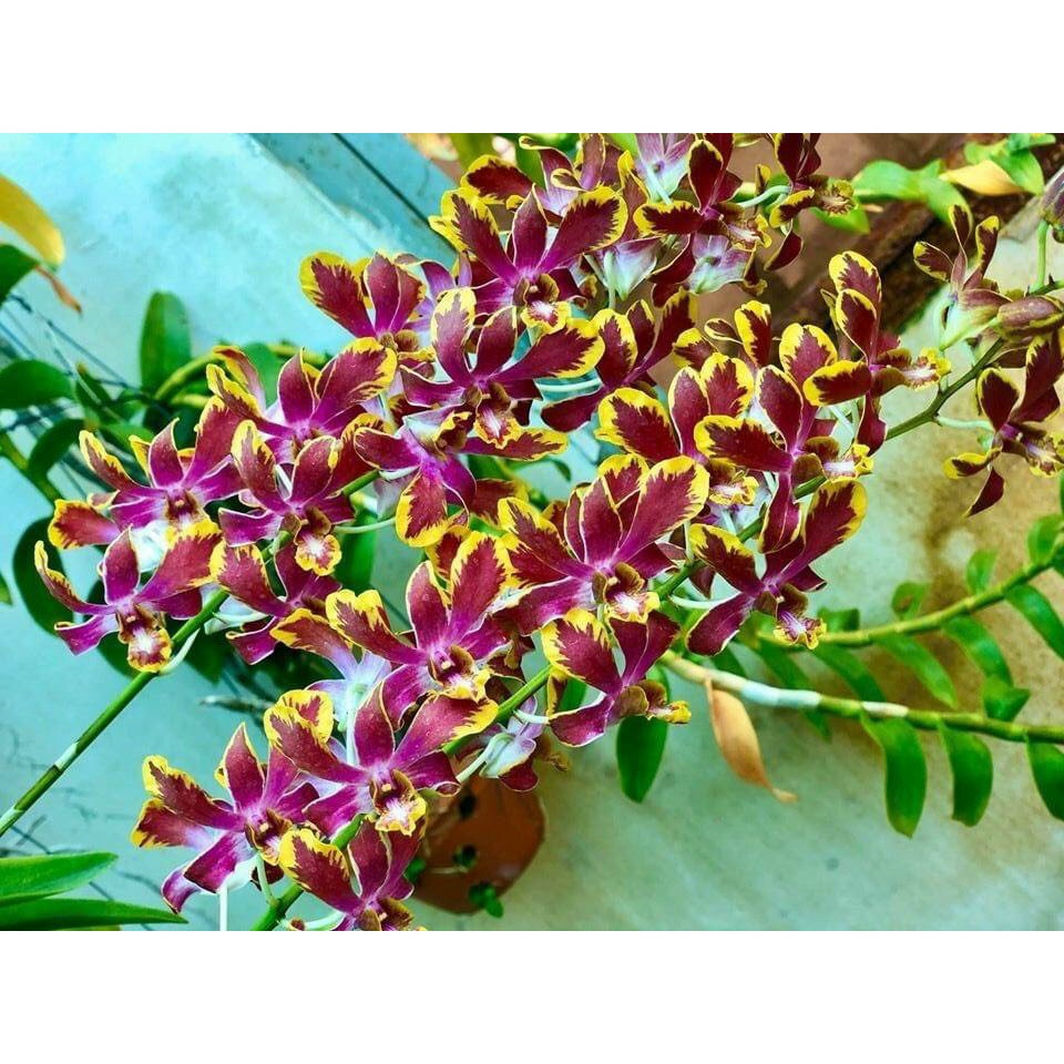 HOA LAN DENRO CHỚP BỊP