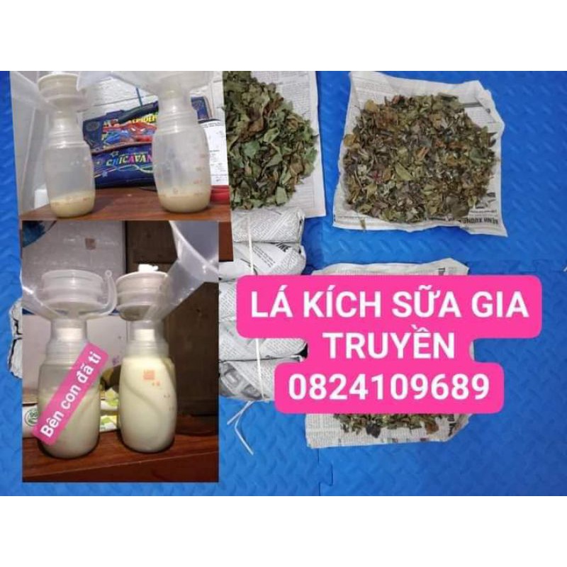 Lá kích sữa cho ti 5thang 5 ngày uống