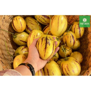 Hạt Giống Dưa Pepino (20 Hạt) - Giàu Dinh Dưỡng, Năng Suất Cao - MUA 3 TẶNG 1 CÙNG LOẠI