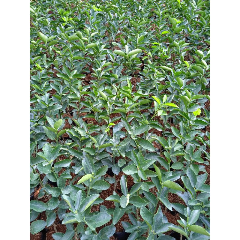 Chanh 🍋 không hạt