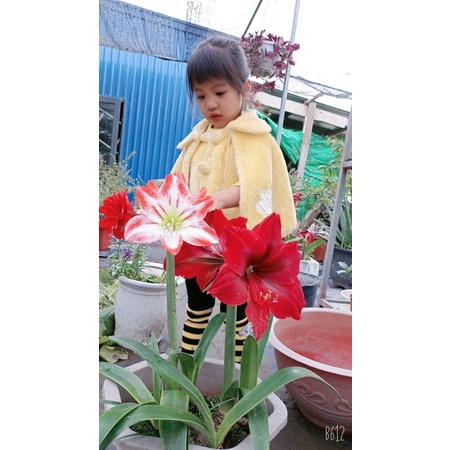 Củ baby lan huệ kép blossom