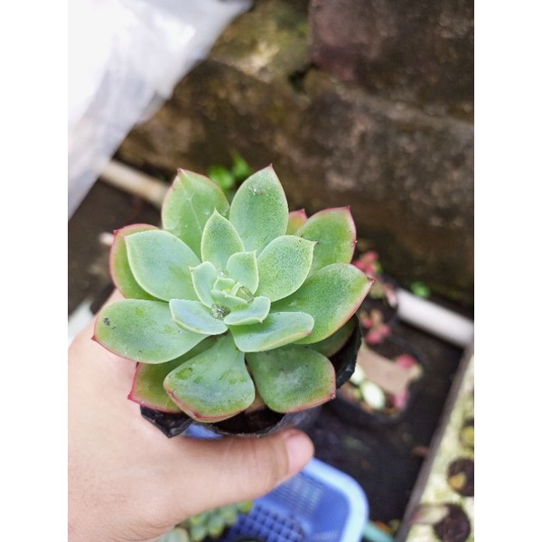 Sen đá phượng hoàng size bầu