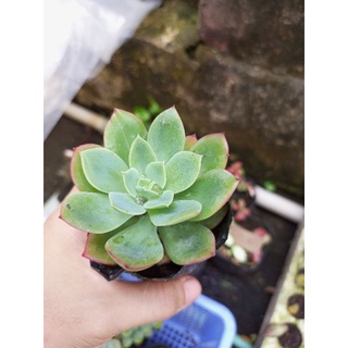 Sen đá phượng hoàng size bầu