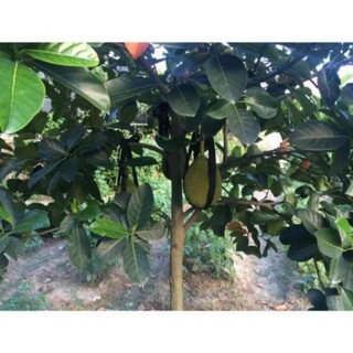 Cây Giống Mít Dai