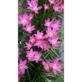 10 Củ giống hoa huệ mưa