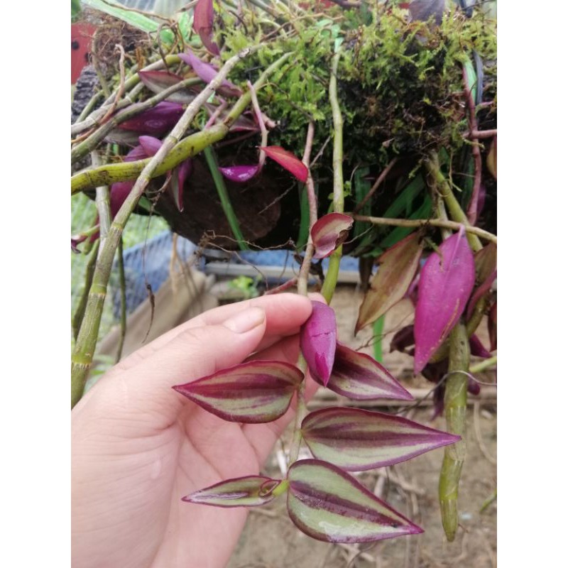 1 cây giống thài lài tía, thài lài tím(hình cuối)