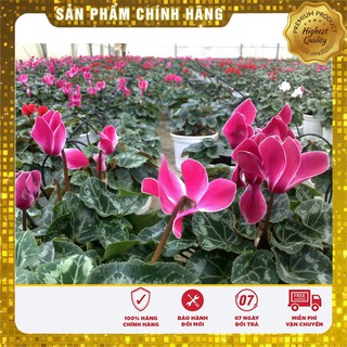Hạt Giống Hoa Anh Thảo Mix - 5 hạt
