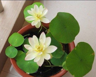 Gói 5 Hạt Giống Hoa Sen MiNi Nhật