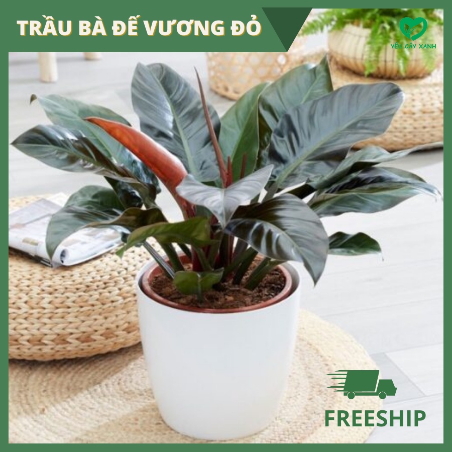 Cây Trầu Bà Đế Vương Đỏ để bàn