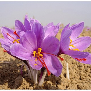 củ hoa nghệ tây lấy nhụy mày tím củ to như hình h7