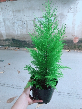 Chậu Tùng Thơm