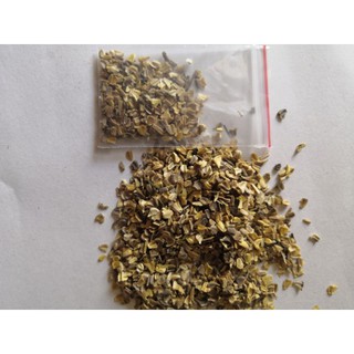 50 Hạt giống cúc chi mix
