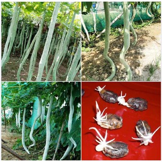 Hạt giống mướp rắn Nhật F1 5 hạt (TẶNG gói kích thích hạt nảy mầm)