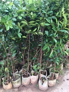 Cây giống chery