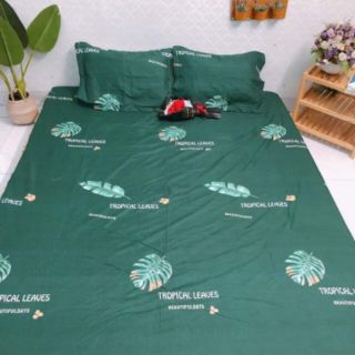 Set ga gối cotton poly