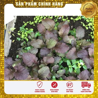 Hạt giống cải canh lá đỏ -20gr