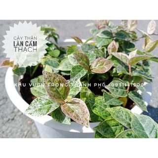 Cây thằn lằn cẩm thạch, cây thằn lằn bông (vảy ốc cẩm thạch)