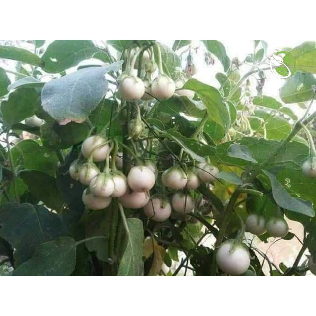 Hạt Giống Cà Pháo Trắng Cao Sản Phú Nông - Gói 0.5g - F1 Small White Eggplant PHU ...