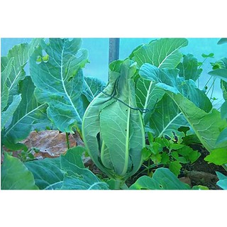 Hạt giống Súp lơ xanh