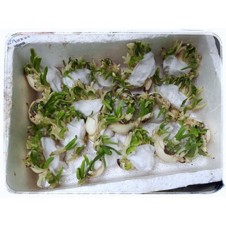 Củ hoa thủy tiên
