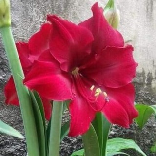 củ lan huệ màu đỏ nhung củ chưa ngậm nụ