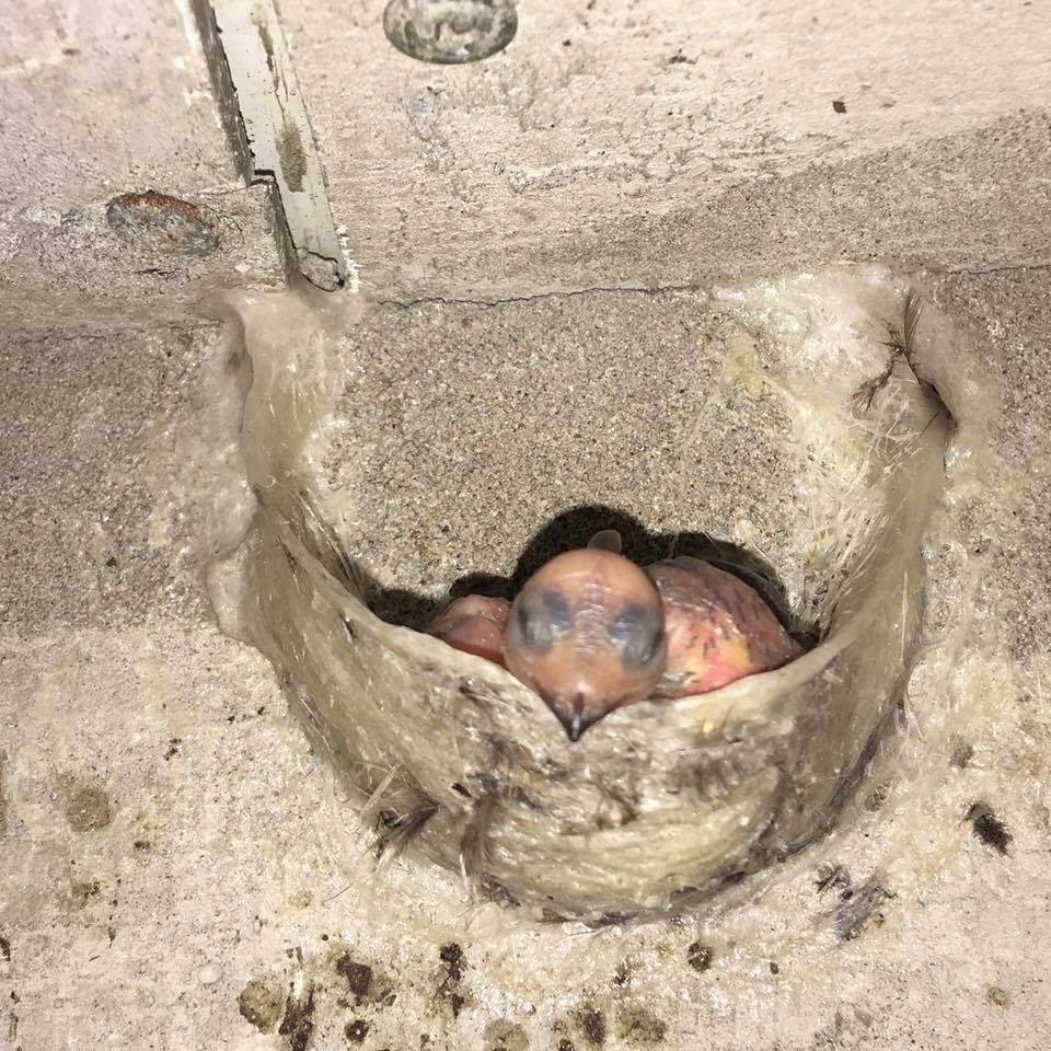 YẾN TINH CHẾ BABY, TOPPING ĐẦY ĐỦ (táo+đường+ hạt chia) | BigBuy360 - bigbuy360.vn