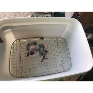 Thùng xách nuôi vẹt con