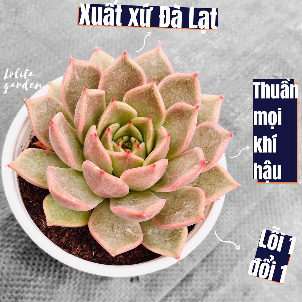 Sen đá đế vương xám Đà Lạt size trung bình cây cảnh trang trí nhà cửa Lolita garden