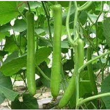 Hạt giống bầu xanh đặc ruột 10 hạt