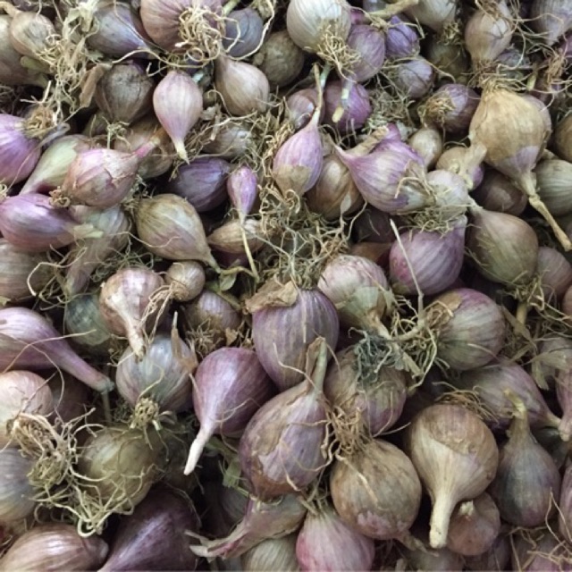 1kg TỎI 1 NHÁNH ĐIỆN BIÊN