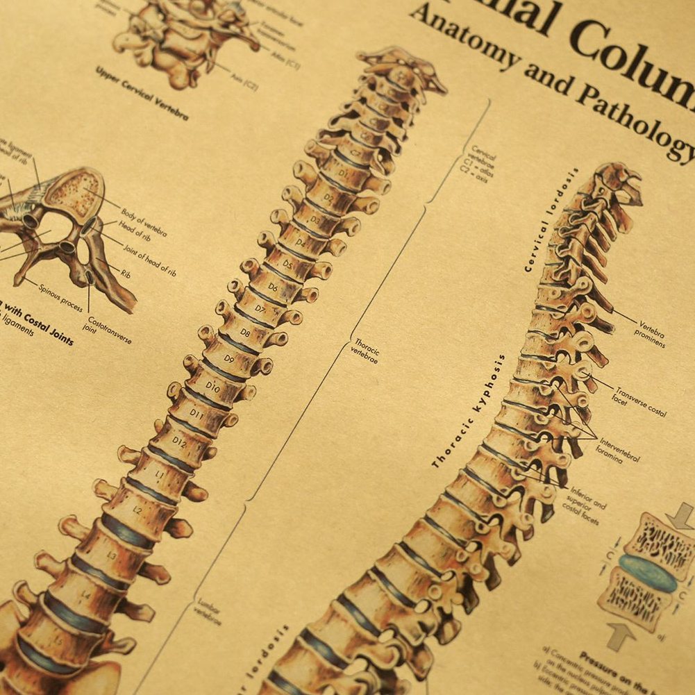Poster treo tường in hình giải phẫu học các khớp trên cơ thể người độc đáo