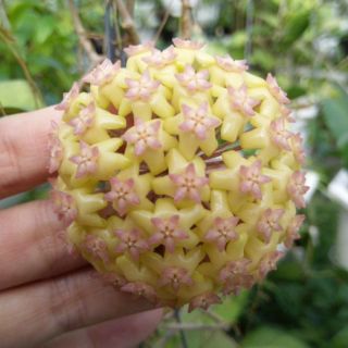 Cây giống lan cẩm cù V15